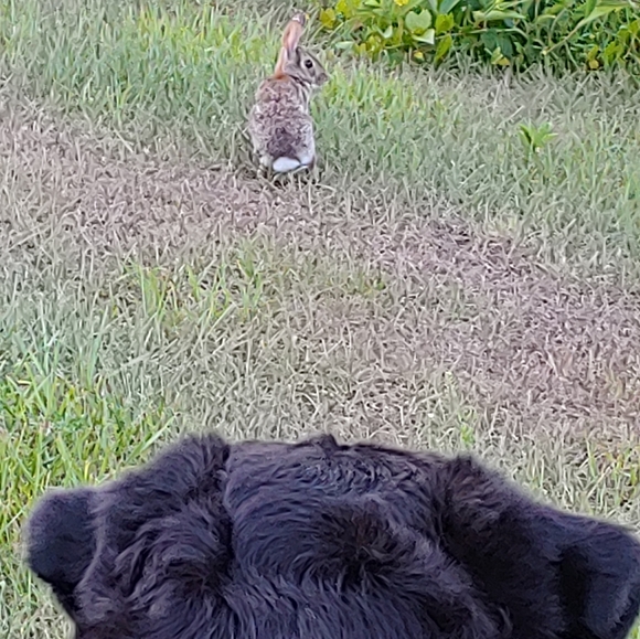 Not for sale - Picture 11 of 12